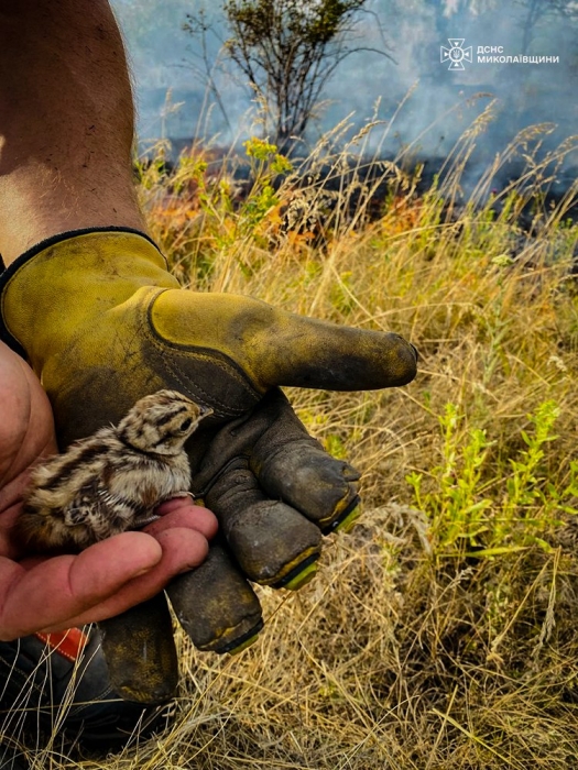 Николаевские пожарые спасли птенца фазана: другие погибли от огня