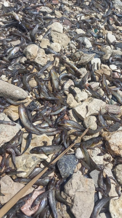 Мор рыбы в Южном Буге в Николаеве: стали известны результаты исследований воды