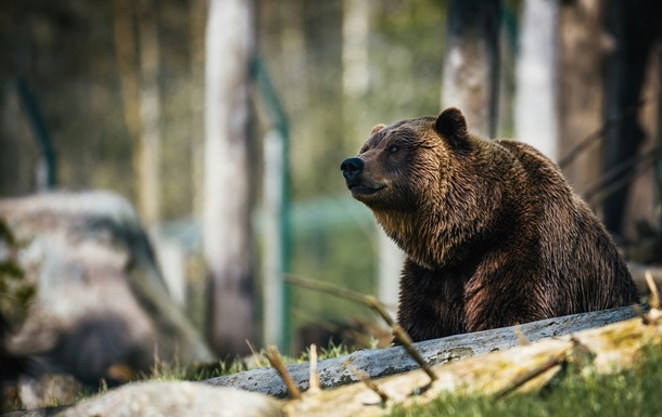 Депутаты Румынии разрешили убить сотни медведей