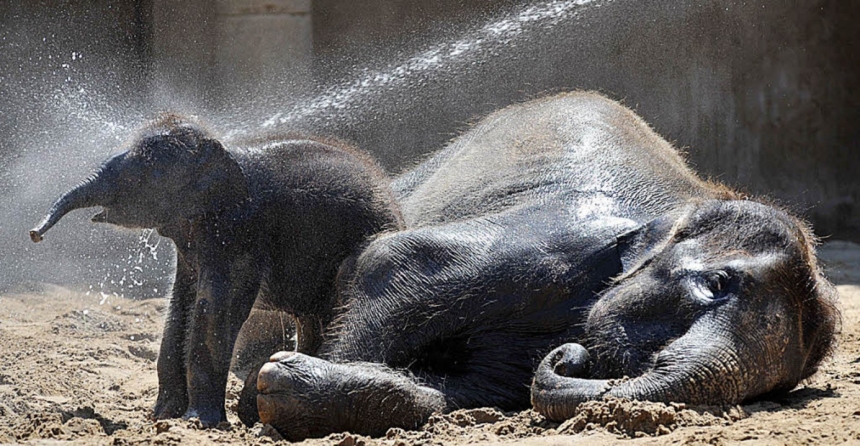 «Поливаем, прячем»: в Николаевском зоопарке рассказали, как помогают животным перенести жару