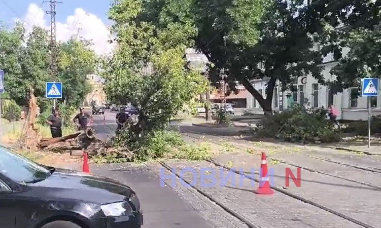 В Николаеве на трамвайные пути упало дерево (видео)