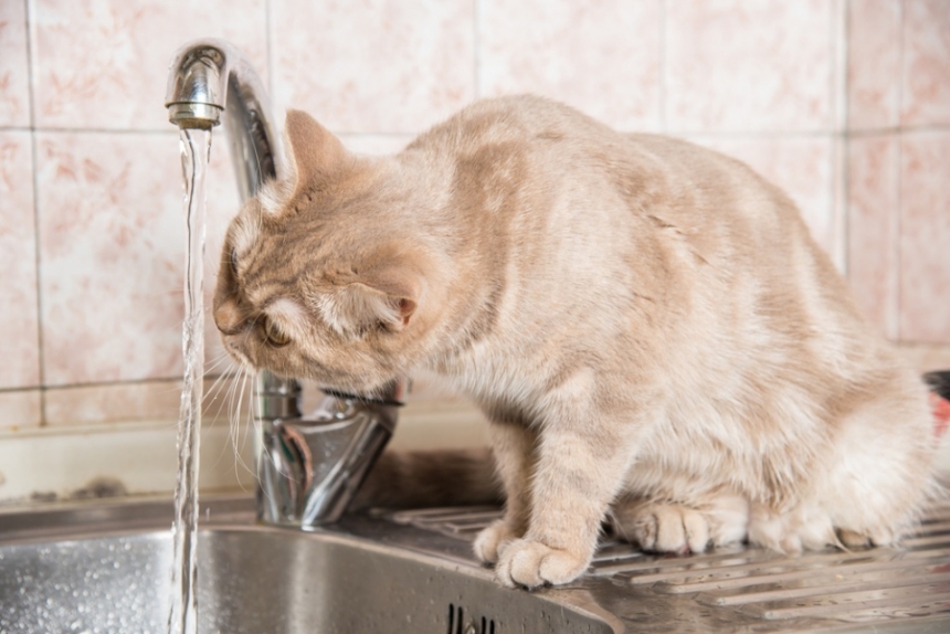 В Николаеве в Балабановке отключили воду: когда вернут