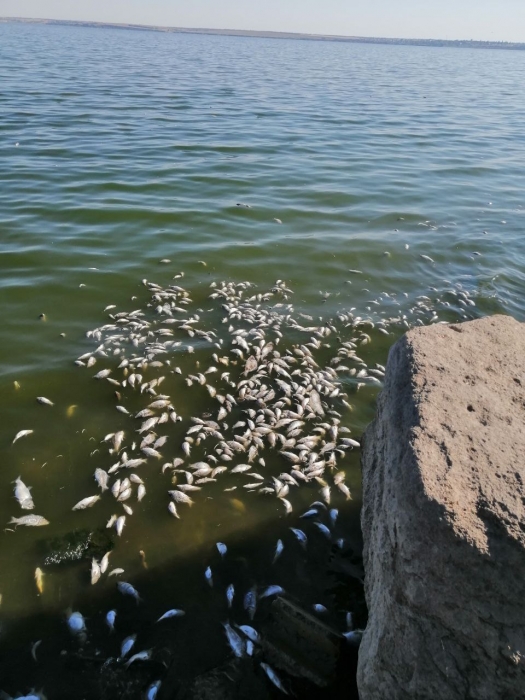 В Хаджибейском лимане снова массово погибла рыба (фото)