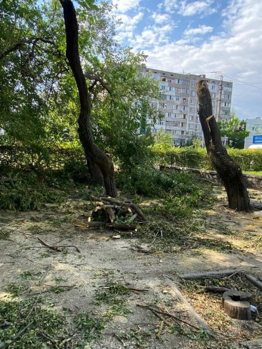 В Николаеве на территории больницы вырубили более 80 деревьев (фото)