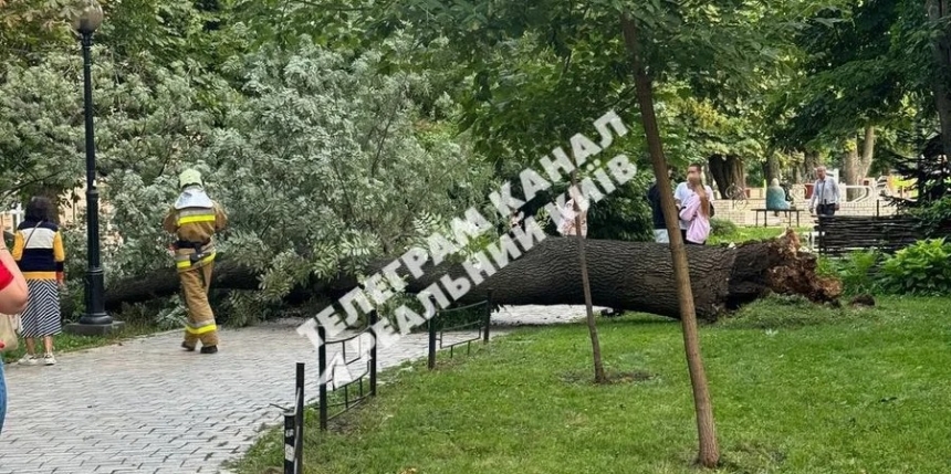 В киевском парке Шевченко упавшее дерево убило человека, еще трое получили травмы