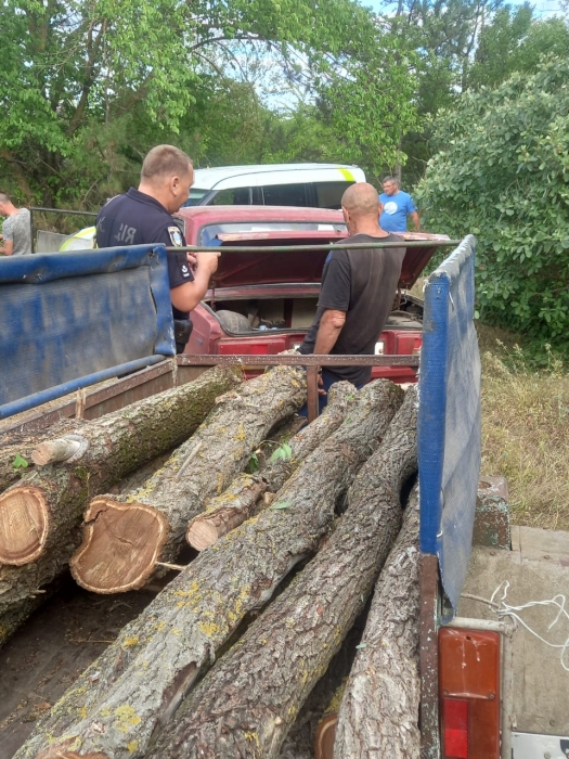 На Миколаївщині впіймали «на гарячому» лісоруба, що знищив частину полезахисної смуги