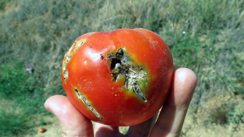 В селе Николаевской области введен карантин из-за моли, которая может уничтожить 100% урожая томатов