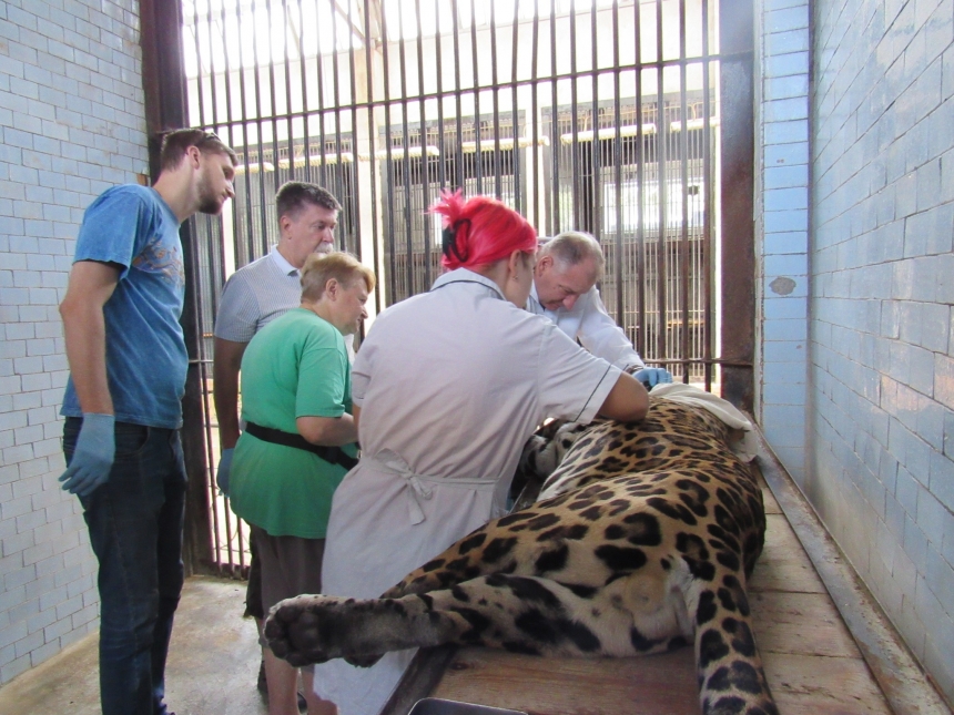 В николаевском зоопарке устроили ягуару «СПА-процедуры» и диагностику (фото)