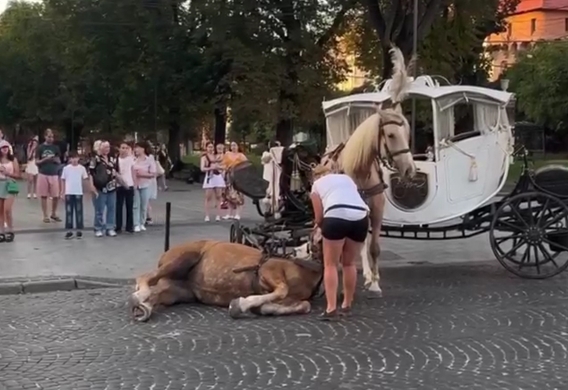 Во Львове запретили использование конных карет: в центре города лошадь упала в обморок (видео)