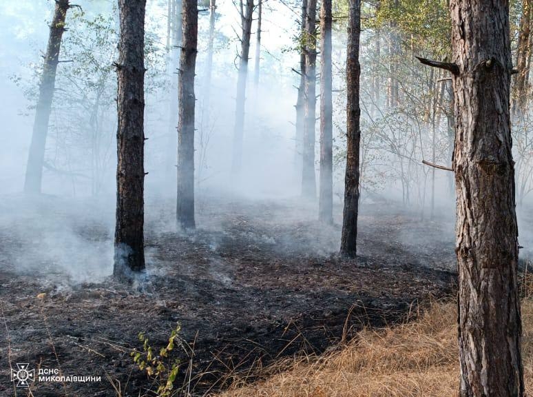 На Миколаївщині загасили пожежу лісу, який горів з учорашнього дня