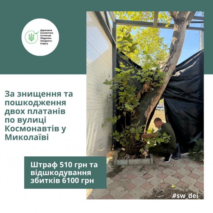 Інспектори знайшли, хто пошкодив платани у Миколаєві: ціна питання – 7 тис. гривень