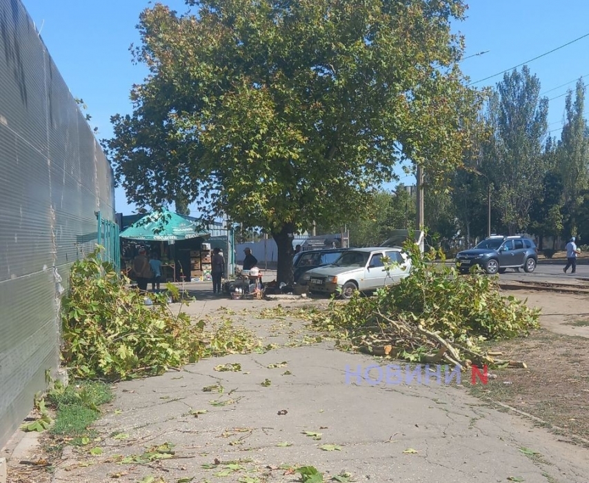 Снос платана для установки будки в Николаеве: виновник оштрафован на 510 грн