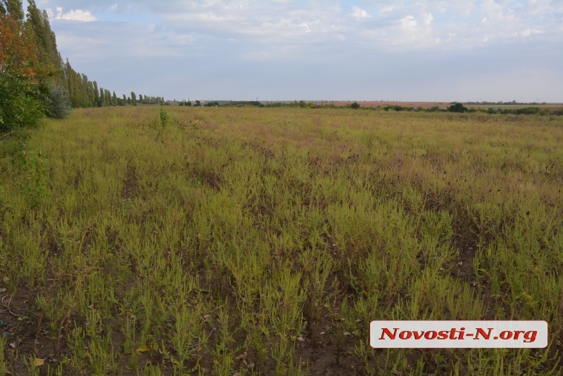 Село на Миколаївщині заросло амброзією — запроваджено карантин