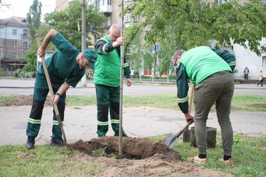 Николаев закупает саженцев на 2,5 миллиона