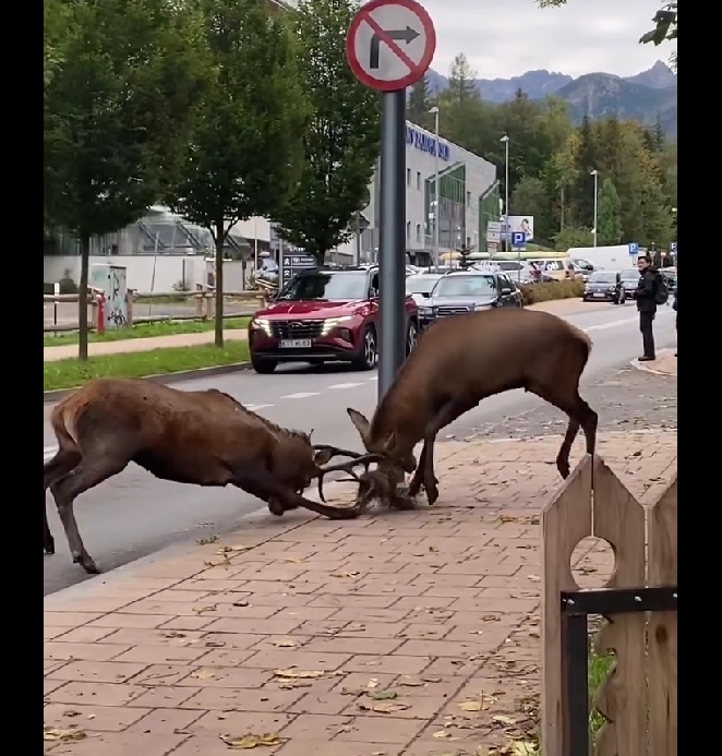 В Польше в центре города посреди людной улицы сцепились два оленя (видео)