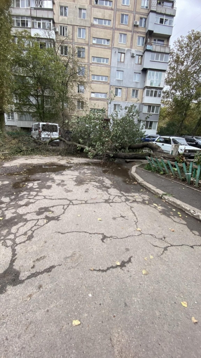 В Николаеве упало дерево во дворе, полностью перекрыв проезд (фото)