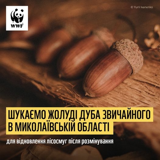 Світовий фонд природи має намір відновлювати ліс у Миколаївській області — шукають жолуді