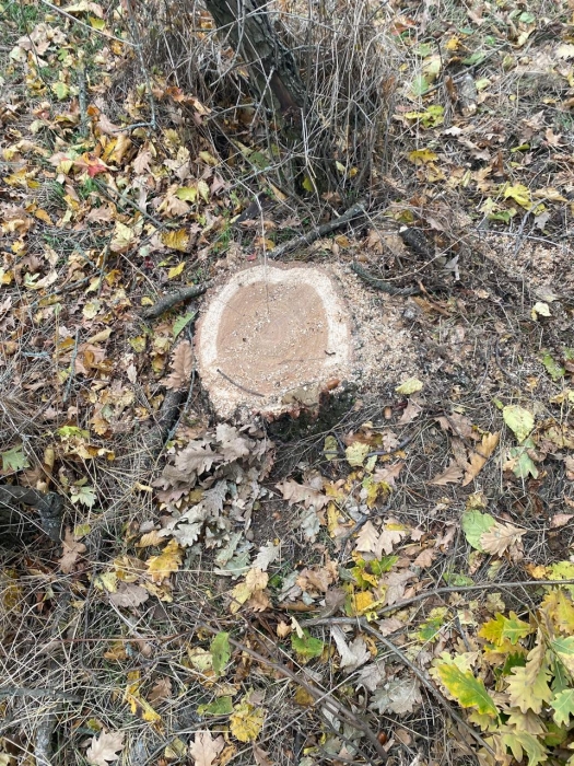 За два срубленных дуба жителю Николаевщины насчитали ущерб на 12 тыс. гривен