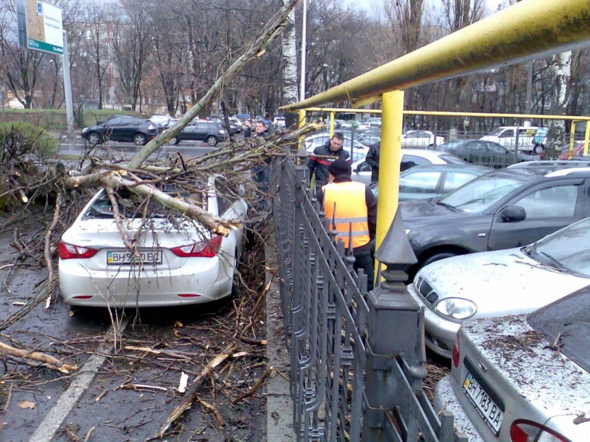 В Одессе дерево расплющило иномарку