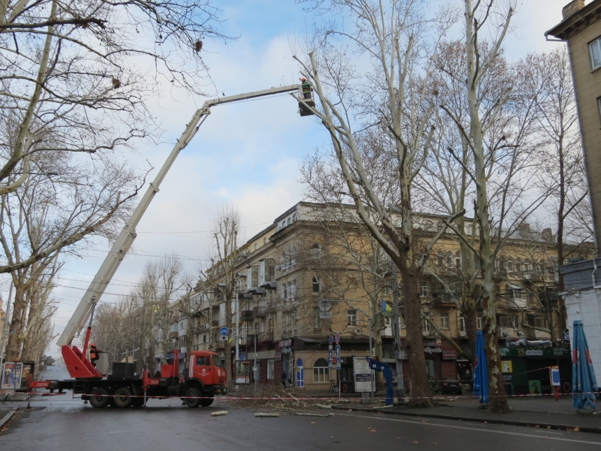 Екологи висловили думку про обрізання платанів у центрі Миколаєва (відео)