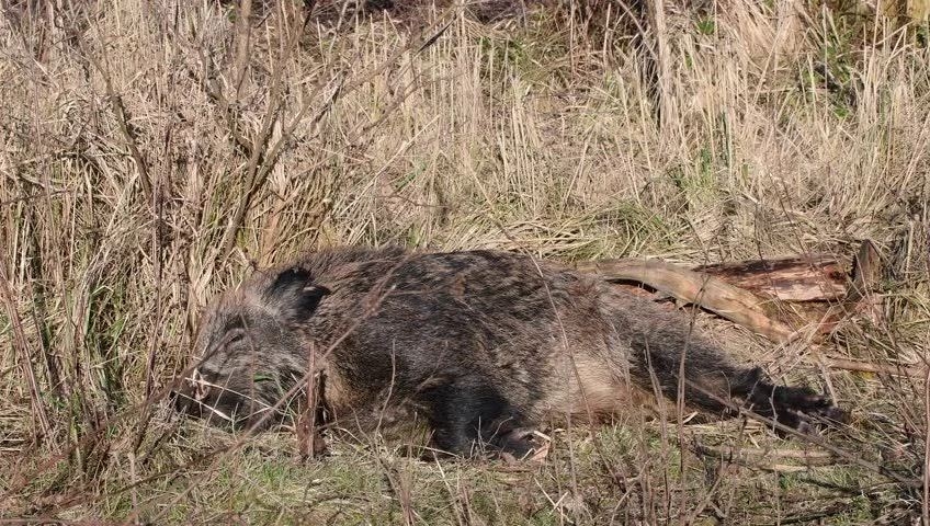 На Миколаївщині виявлено труп дикої свині, яка померла від АЧС – оголошено карантин