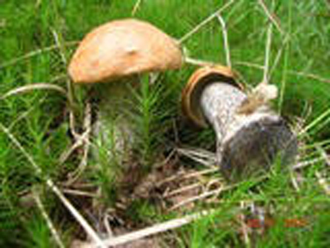 Грибной сезон завершился, а николаевцы продолжают травиться грибами