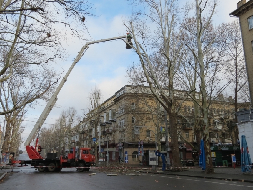 Обрезка платанов на Соборной в Николаеве: правоохранители начали уголовное производство