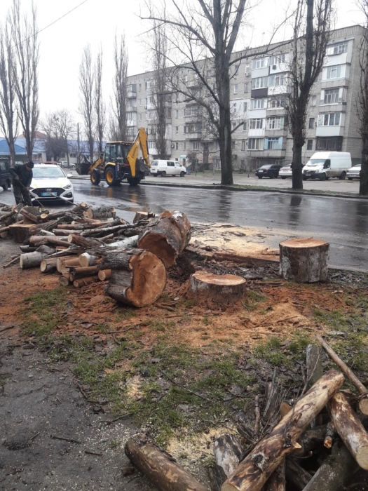 Скандальне знесення тополь у Миколаєві: екоінспектор звернулася до поліції