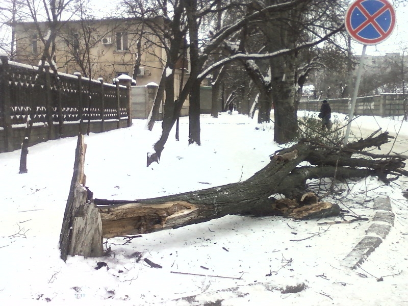 Коммунальным службам Николаева нет дела до падающих на дороги деревьев