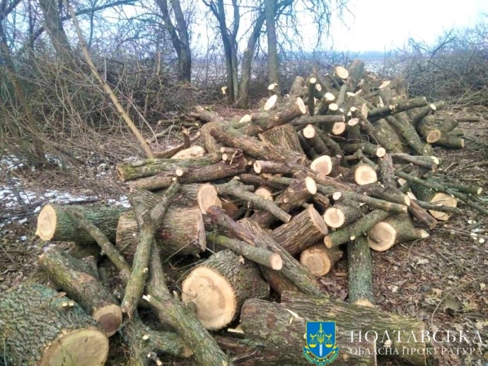 Мешканець Миколаївської області незаконно рубав ясен: оштрафували майже на 1500 грн