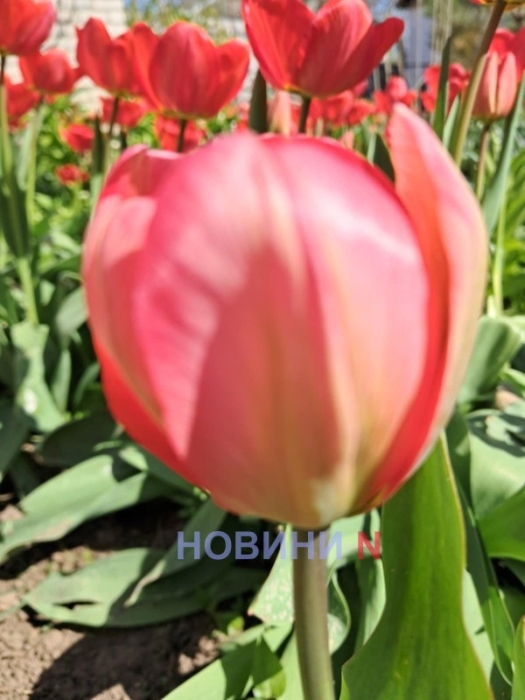 По-летнему тепло: в Николаеве завтра синоптики обещают до +27°