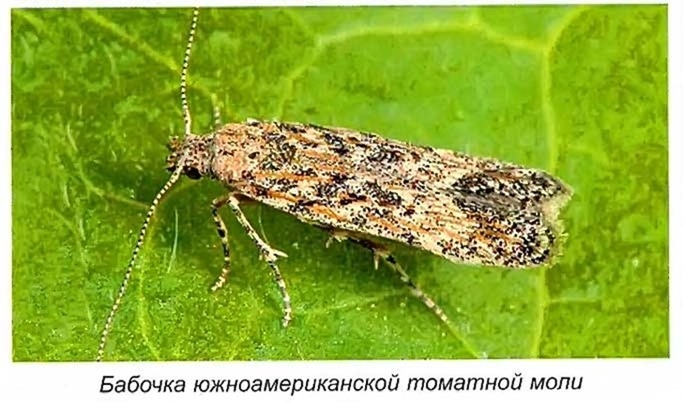 В селе под Николаевом ввели карантин из-за опасной моли