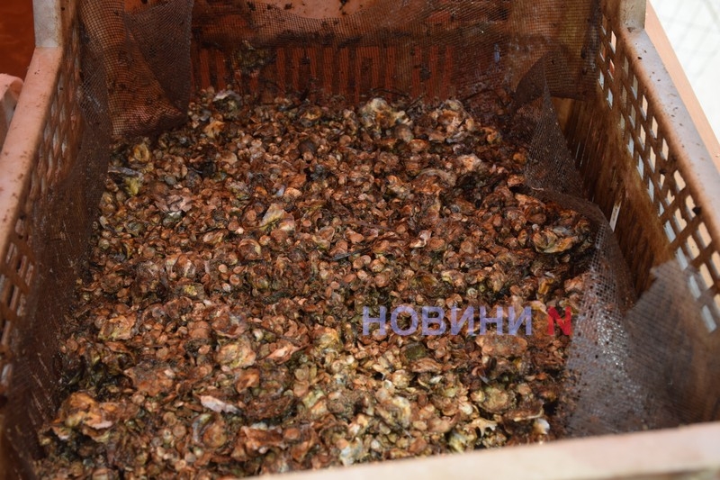 Выращивают ли устрицы на Тилигульском лимане: репортаж из городка «Ойстервиль»