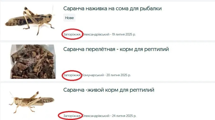 Массовое нашествие саранчи: в Запорожье наладили «бизнес на вредителях»