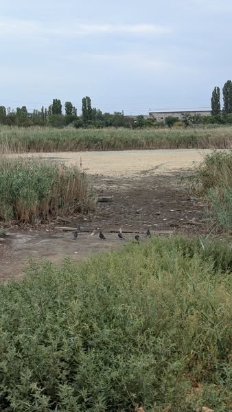 Соленое озеро в парке «Лески» полностью пересохло (фото)