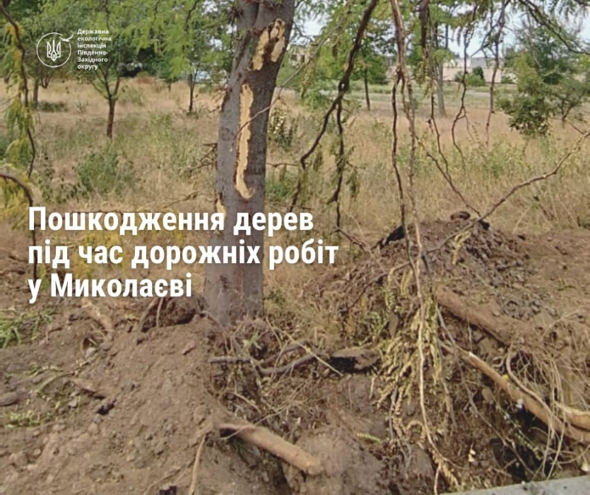 В Николаеве повредили деревья во время ремонта дороги