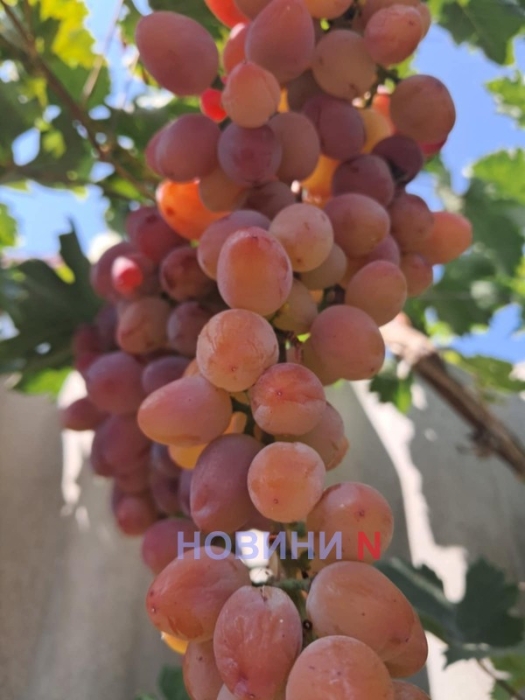 Солнечно и до +28°: синоптики рассказали, какой будет погода в Николаеве и области в среду