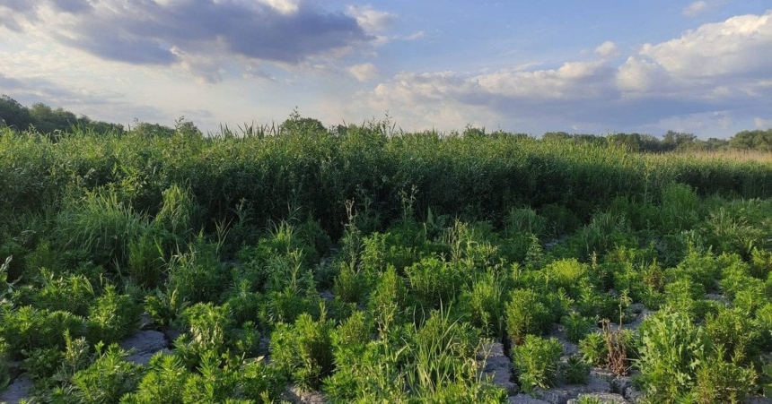 На дні Каховського водосховища виріс рідкісний ліс та сформувалася нова екосистема