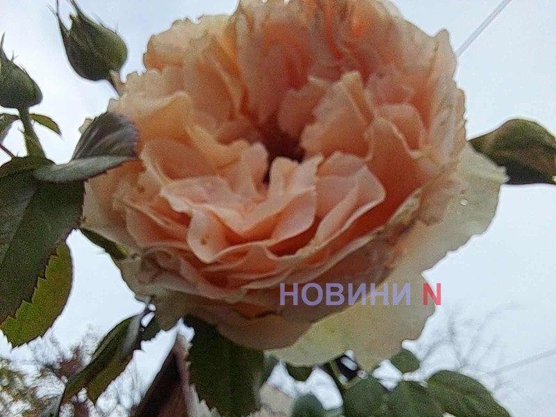 Дощі та до +20°: синоптики розповіли про погоду у Миколаєві та області у вівторок
