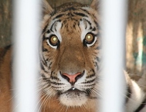 В Одесском зоопарке тигр покалечил пьяного посетителя