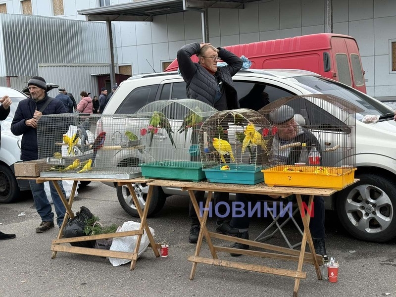 Куры, голуби и даже попугаи: в Николаеве проходит необычная ярмарка (фото)