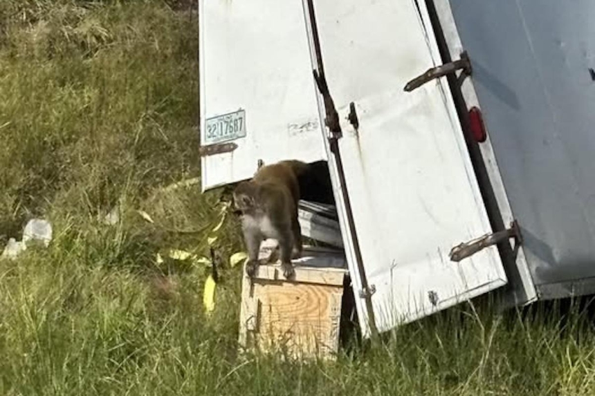 Зараженная опасными вирусами обезьяна сбежала от ученых в США, - полиция