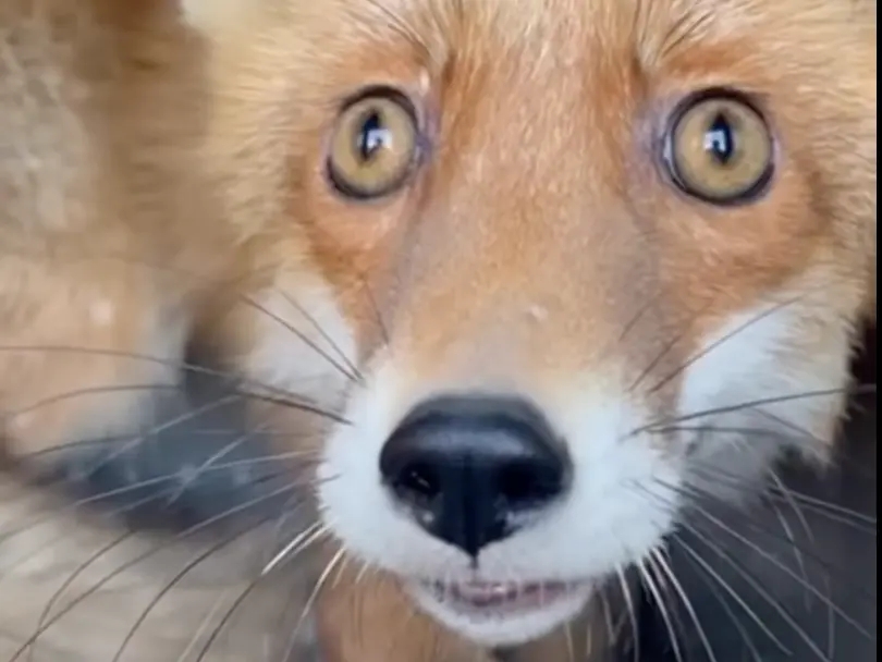 Лиса, пострадавшего в результате ДТП в Киевской области, отпустили в дикую природу