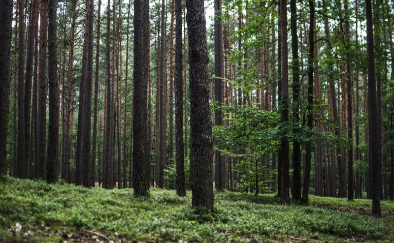 Часть лесного фонда в Николаевской области оформили как сельхозугодья и передали в коммунальную собственность