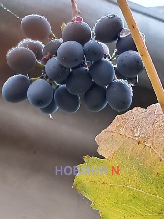 Синоптики рассказали, какой будет погода в Николаеве и области 6 ноября