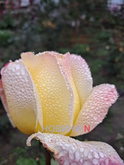 Невеликий дощ та туман: синоптики розповіли про погоду у Миколаєві та області у неділю