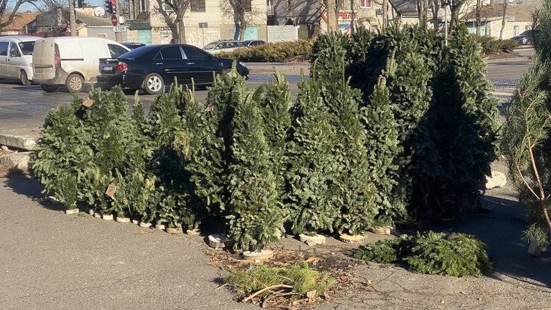 Когда в Николаеве начнётся продажа ёлок: названа дата