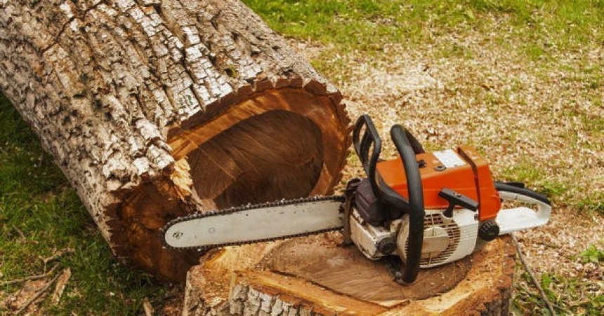 На Миколаївщині судили чоловіка, який зрубав три дуби: який вирок