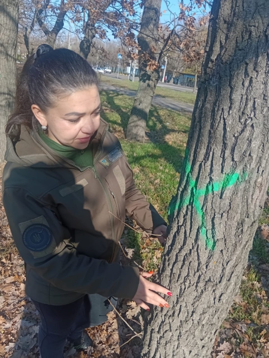 АЗС и АТБ вместо дубов в Николаеве: на деревьях нарисовали подозрительные отметки