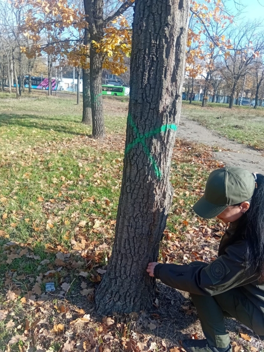 АЗС и АТБ вместо дубов в Николаеве: на деревьях нарисовали подозрительные отметки